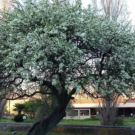 Alojamento de Turismo Rural Il Pero Selvatico *