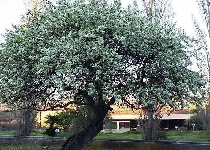 Alojamento de Turismo Rural Il Pero Selvatico *